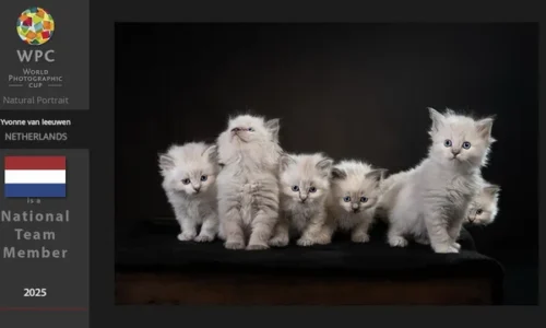 Afbeelding-van-WhatsApp-op-2024-12-18-om-08-32-13-f60e0d20-1734542989 Afbeelding-van-WhatsApp-op-2024-12-18-om-08-32-13-f60e0d20-1734542989