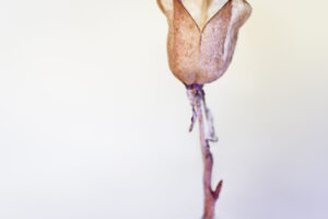 0615-Ina Vrinssen fotografie