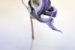 1037-Ina Vrinssen fotografie