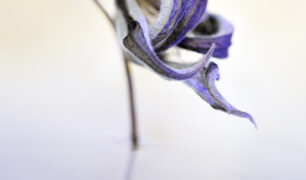 1037-Ina Vrinssen fotografie