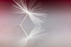 5490-Ina Vrinssen fotografie