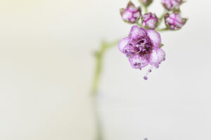 7745-Ina Vrinssen fotografie