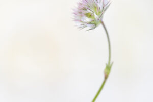 8731-Ina Vrinssen fotografie