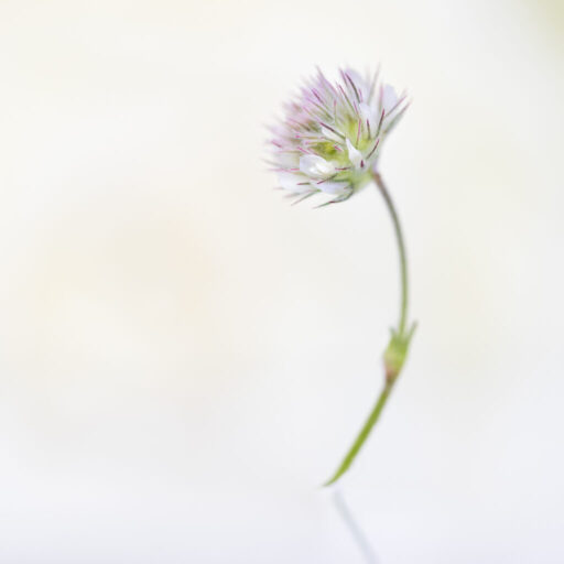 8731-Ina Vrinssen fotografie