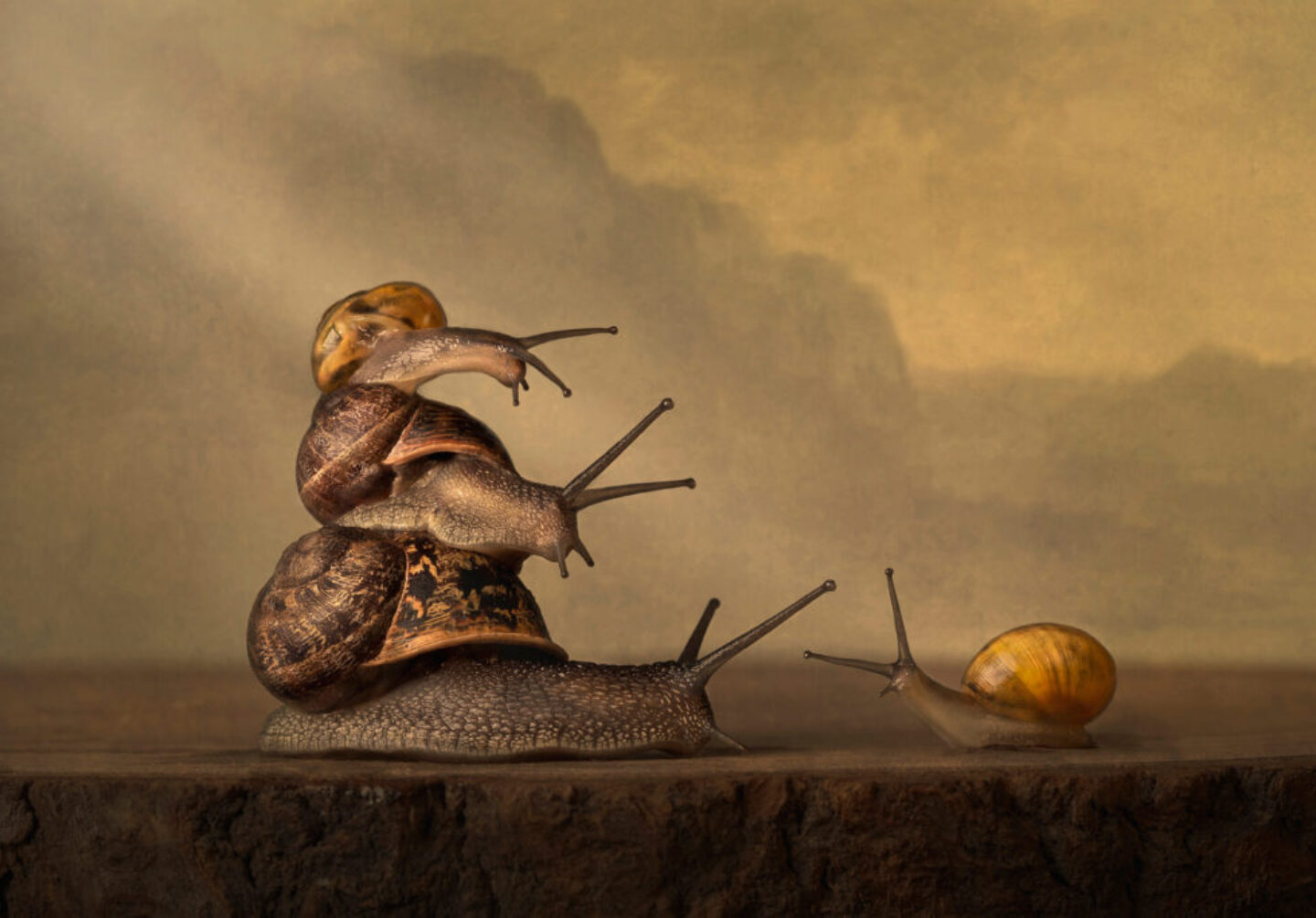 Annemiek Muller-Rijnaard (5) Annemiek Muller-Rijnaard (5)