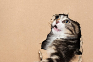 Annemiek Muller-Rijnaard (9)