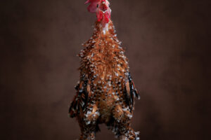 2-2023-04-09_YvonnevanLeeuwen-ADF-bewerkt