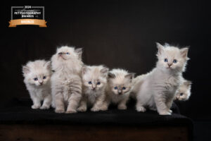 -2024-02-29_ADF-YvonnevanLeeuwen