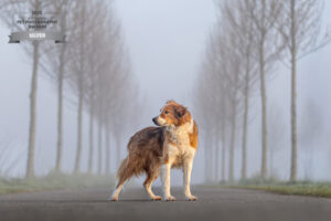 20250923--Animal Design Fotografie