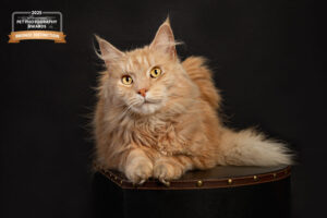 20250923--Animal Design Fotografie-2