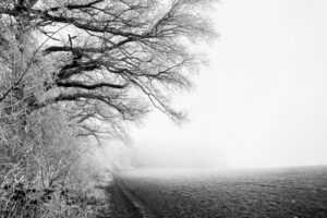 250119 just Herm - Chamonix 45F-2 - Kodak T-Max 100 at 50 - Pyrocat HD - Zuid Limburg winter 006-positive - LowRes