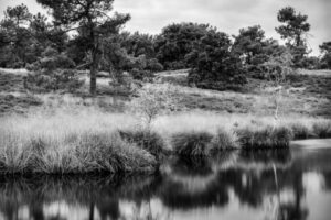 250925 just Herm - Chamonix 45F-2 - Fujifilm Acros 100 - Kodak XTOL Jobo CPA-2 - Afferden Cokse heide 002 - LowRes