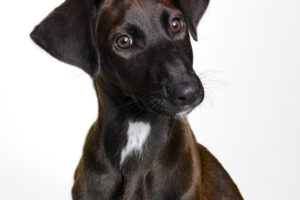 ©Rob_Kleinjans_fotograaf_20120424_103